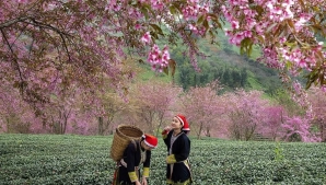 EXPLORING SPRING IN NORTHERN VIETNAM: A COMPLETE TRAVEL GUIDE