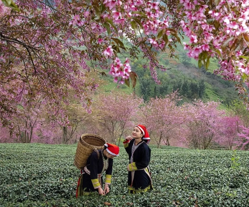 EXPLORING SPRING IN NORTHERN VIETNAM: A COMPLETE TRAVEL GUIDE