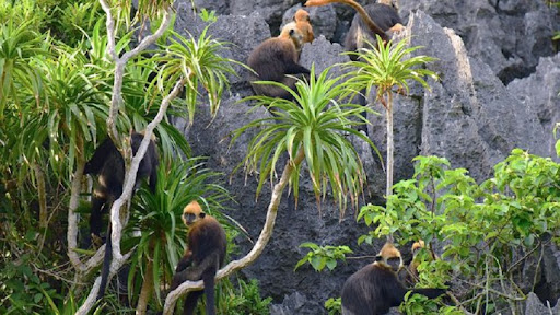 4, Meet Playful Monkeys on Monkey Island (Cat Dua Island)